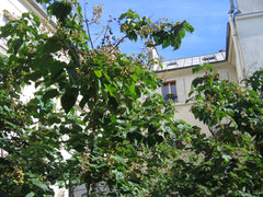 Mon studio se trouve en plein cœur de Paris dans le quartier de St-Germain-des-P Poissy, France campagne à St-Germain-des-Prés Entire rental unit vacation rental 21847310