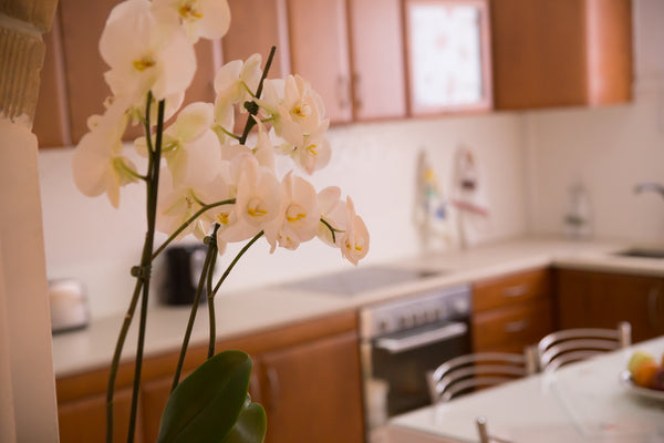 This is a two bedroom apartment located in Kalyves small town. It is very bright Armenoi, Greece Irini Kalyves Entire rental unit vacation rental 24822256
