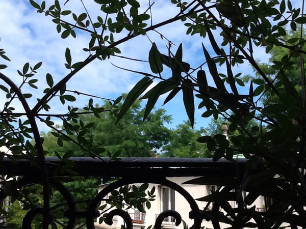 Quartier très calme, <br />nombreux commerces, <br />nombreux restaurants...<br  Paris, France Paris 14 un air de campagne Entire rental unit vacation rental 1266881