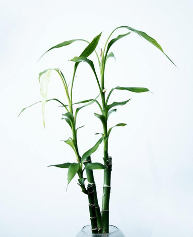 Bamboo Kit - Grow your bamboo, learn how to take care