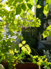Appartement confortable et extrêmement lumineux, triple exposition, donnant sur  Paris, France Un paradis de calme et de charme Entire rental unit vacation rental 5527995