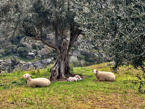 Σας καλωσορίζουμε στο μικροσκοπικό αυτό σπίτι,που βρίσκεται στο χωριό Αποίκια τη Apikia, Greece Apoikia Cottage μικρό σπίτι στη φύση. Tiny home vacation rental 53667140