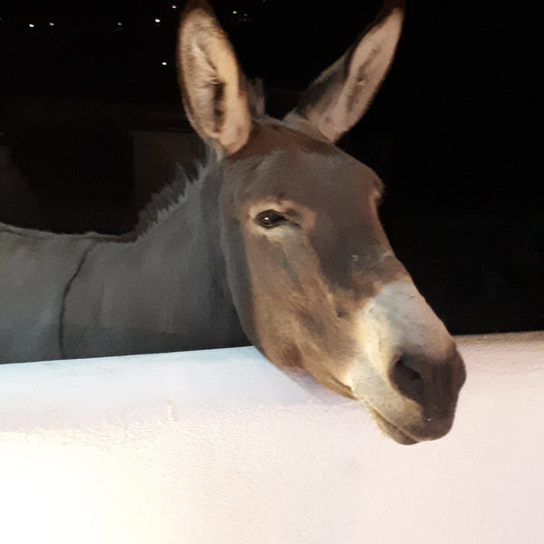 Our cave house is about 300 years old. It used to be the family house of my gran Athens, Greece Grey Donkey Cave House Cave vacation rental 39221518