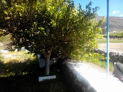 A cottage in a green field with a beautiful view to the island`s most amazing  n Athens, Greece PATMOS , LEFKES -  DODEKANISA- GREECE Entire home vacation rental 11452769