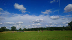 Geniet van de natuurgeluiden in deze unieke accommodatie. Op 5 km van het histor Gent, Belgium Parkspace trailer Nature & Culture Ghent * Campsite vacation rental 659200883464961803