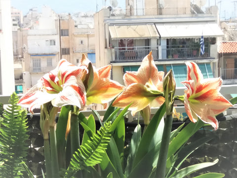 A very comfortable & cosy studio on the 6th floor of a typical building of the 6 Athens, Greece Sunny Studio Penthouse in center of Athens Entire rental unit vacation rental 43522521