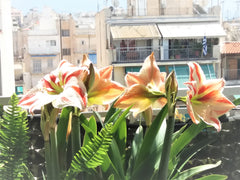 A very comfortable & cosy studio on the 6th floor of a typical building of the 6 Athens, Greece Sunny Studio Penthouse in center of Athens Entire rental unit vacation rental 43522521