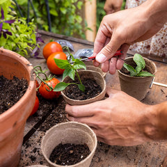 Indoor Hot and Spicy Pepper Garden Seed Starter Growing Kit Gardening Gifts for Men and Women - Jalapeno, Habanero, Hungarian Yellow Wax, Ghost, and Cayenne